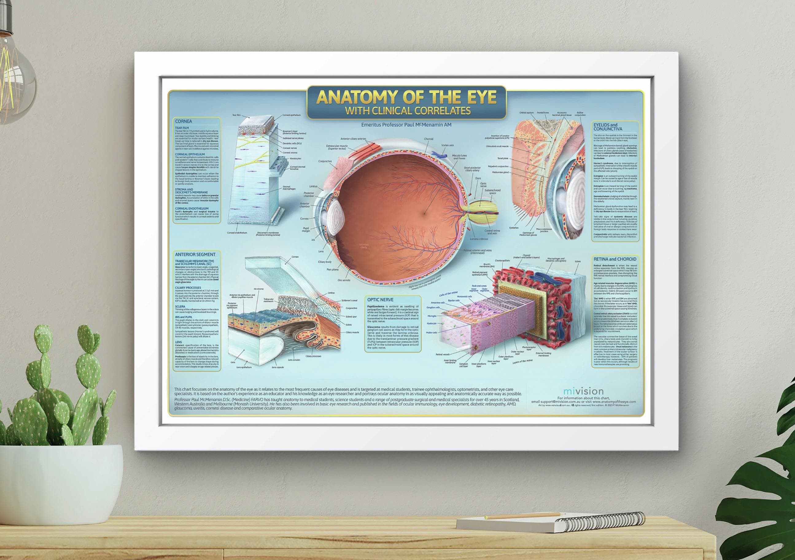 Anatomy of the Eye with Clinical Correlates Poster