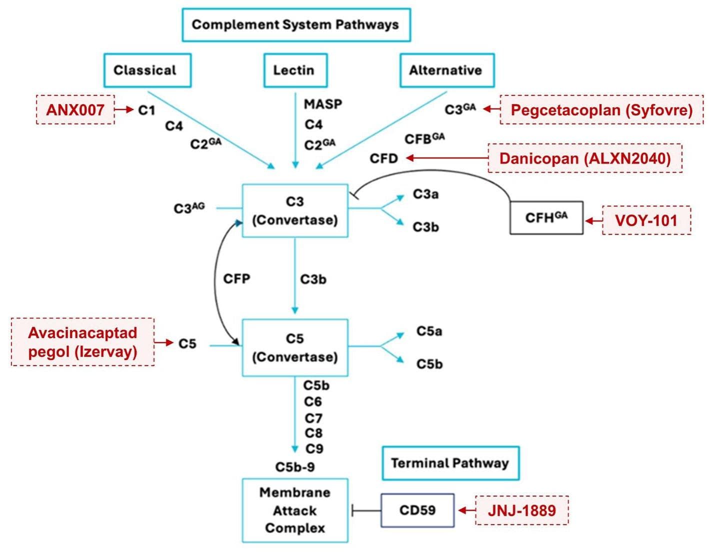 Evolving Therapies for Geographic Atrophy