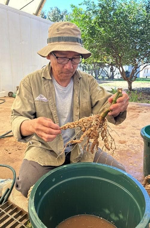 SURVEY OF NEMATODES and grower management on tomato and capsicum crops in Carnarvon in 2024