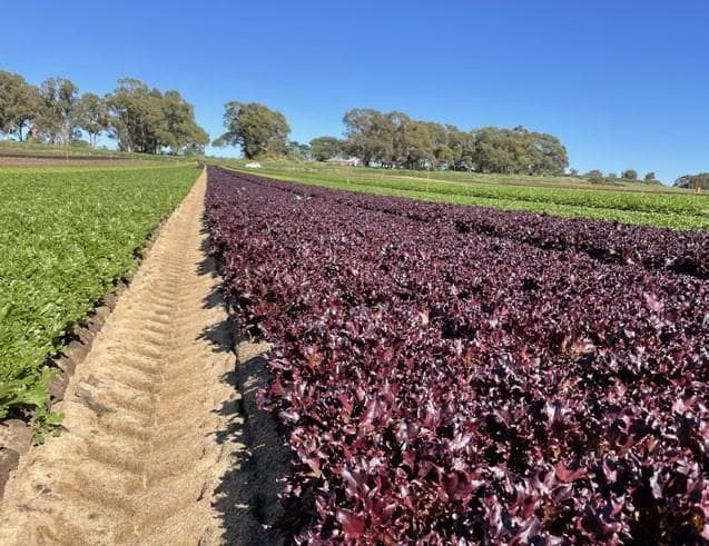 Shiga toxin-producing Escherichia coli contamination OF LEAFY VEGETABLES
