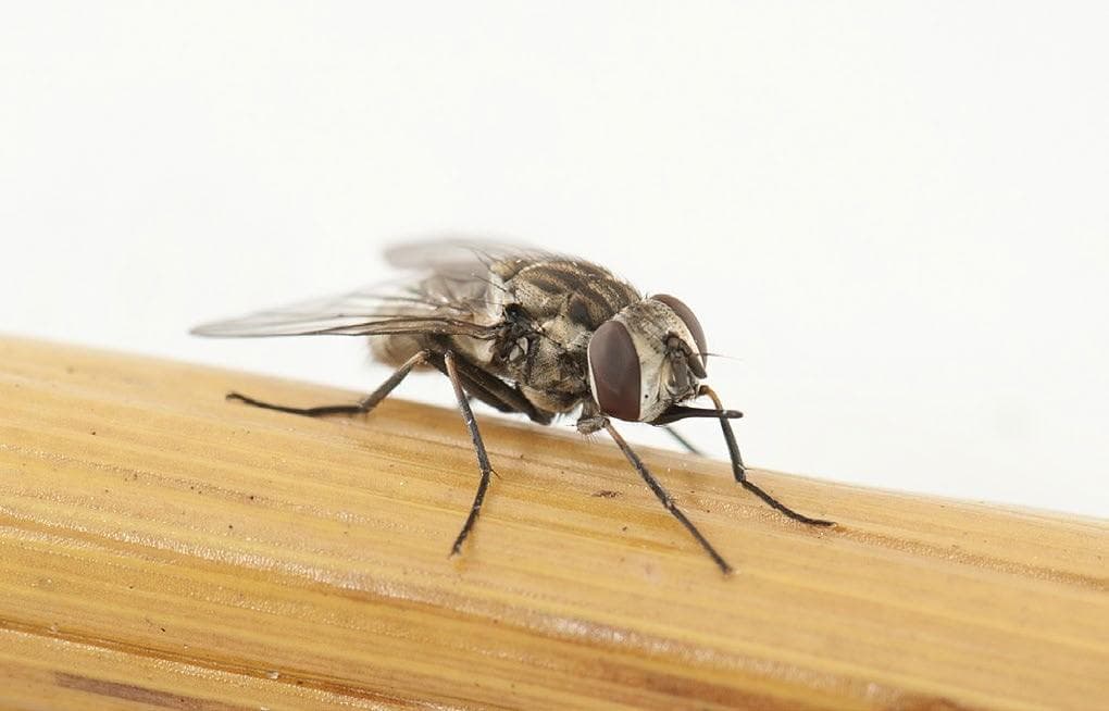 VEGETABLE GROWERS come together to problem-solve the stable fly scourge