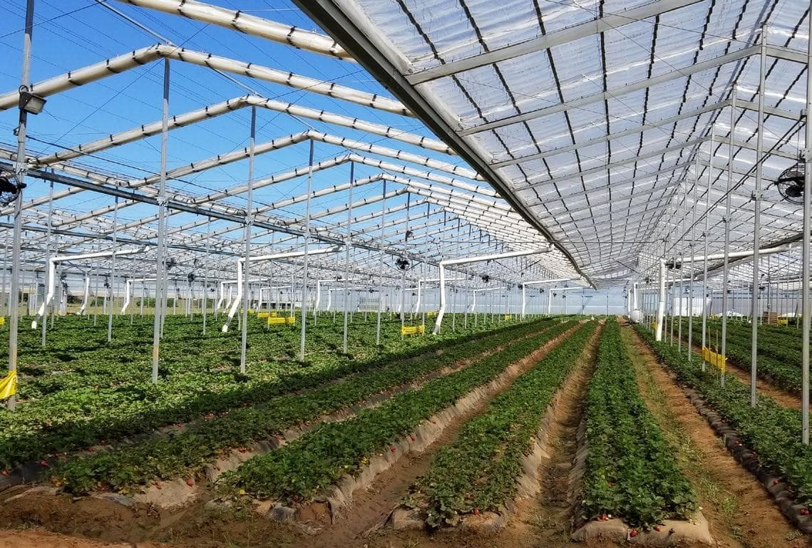 Strategies to keep PLANTS COMFORTABLE WHEN IT’S HOT