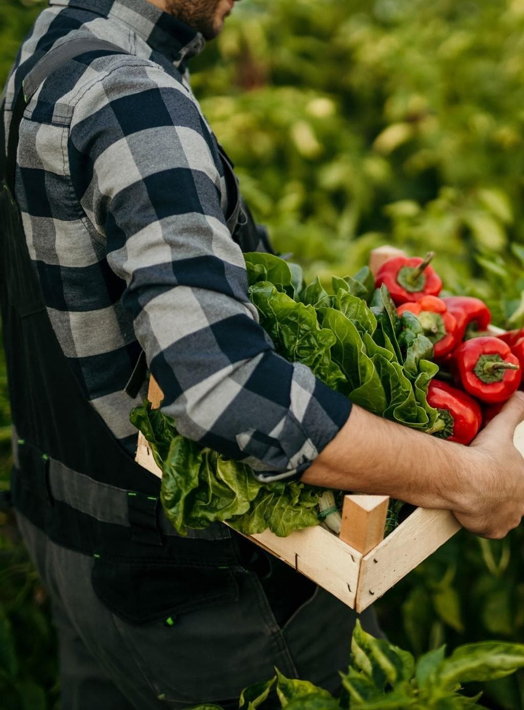 QUALITY ASSURANCE furphies