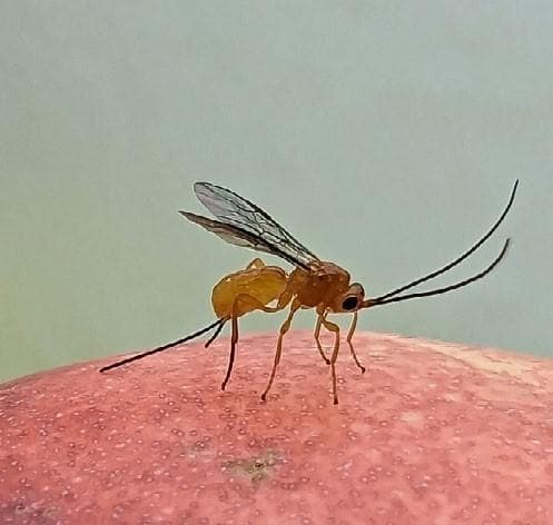 HARNESSING NATURE the power of biological control in orchards