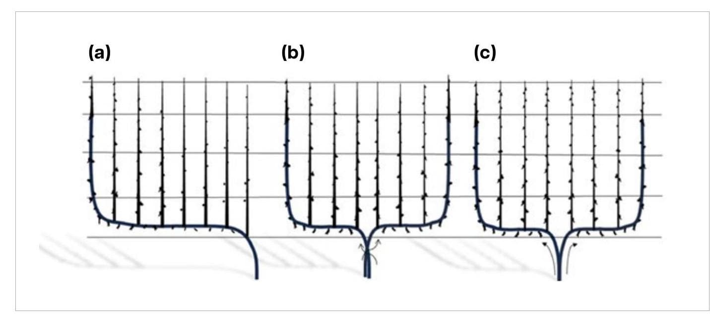 WA Narrow Orchard Systems (NOS) project update: INITIAL TREE TRAINING (Year 1)
