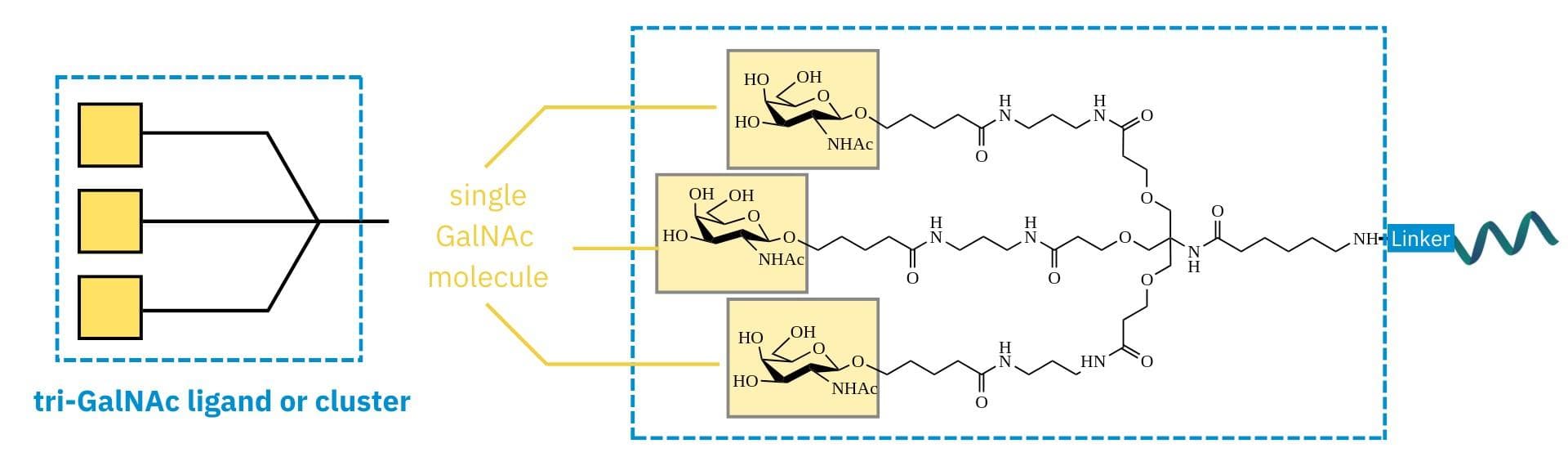 GalNAc: game-changers in developing liver-targeted conjugate therapies