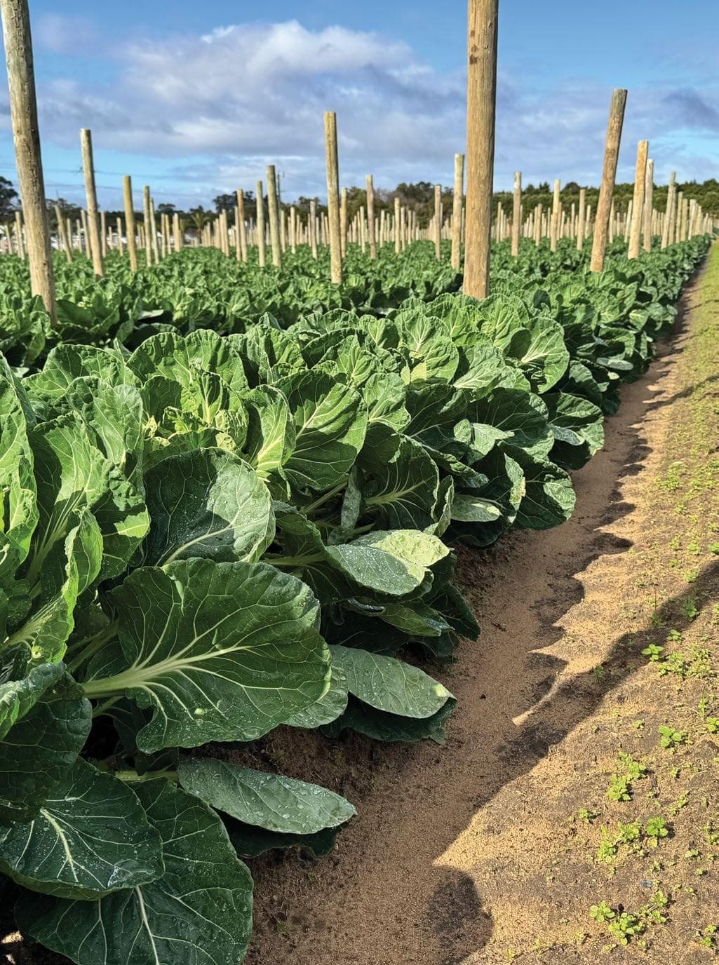 600 MILLION CASES OF FOOD POISONING