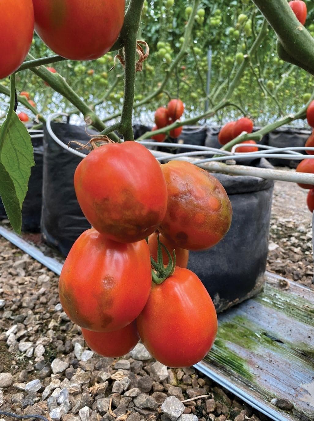 Staying ahead of TOMATO BROWN RUGOSE FRUIT VIRUS