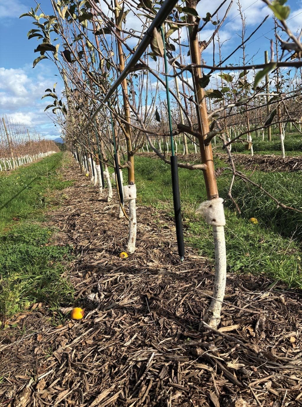 SOUTH AFRICA’S ORCHARD INNOVATION: lessons from the Cape