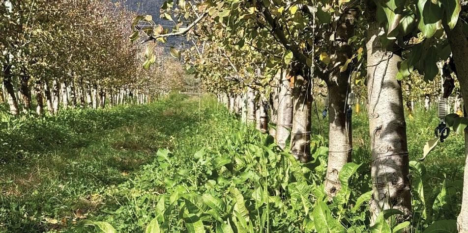 Farming in harmony: Lorraine Farm’s 20-year regenerative journey