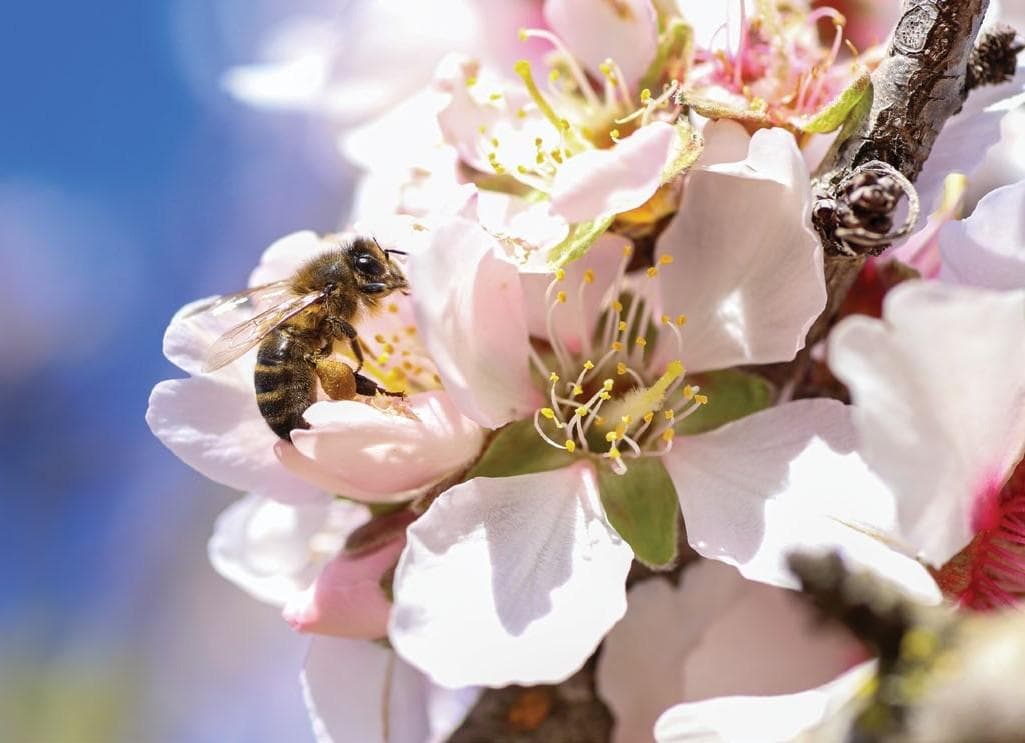 SOUTH AUSTRALIA’S ALMOND POLLINATION CRISIS