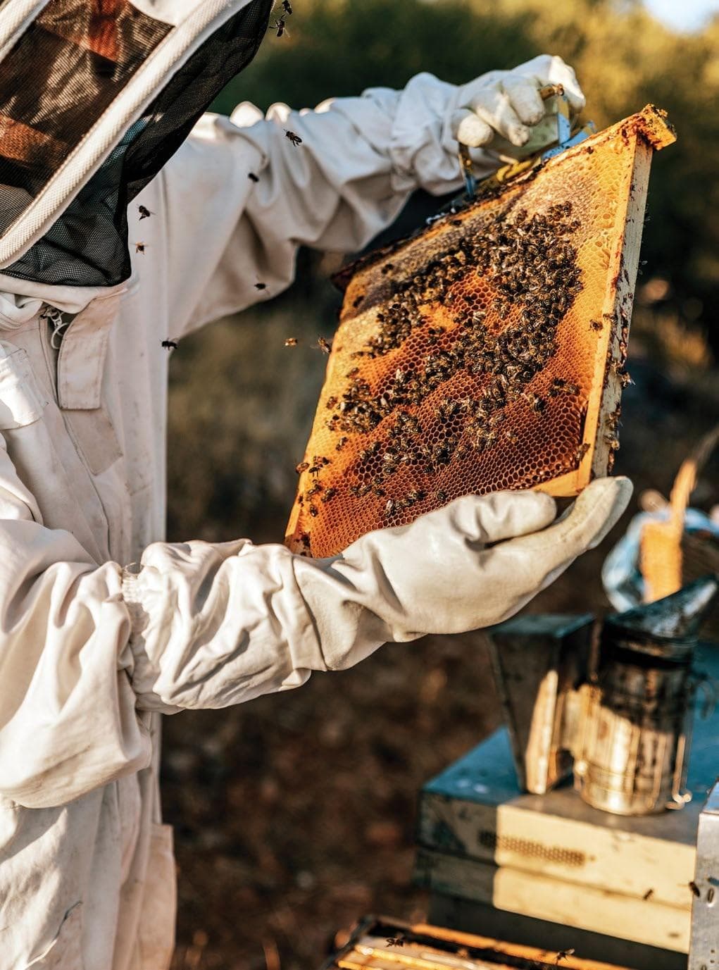 Keeping Western Australia MITE-FREE