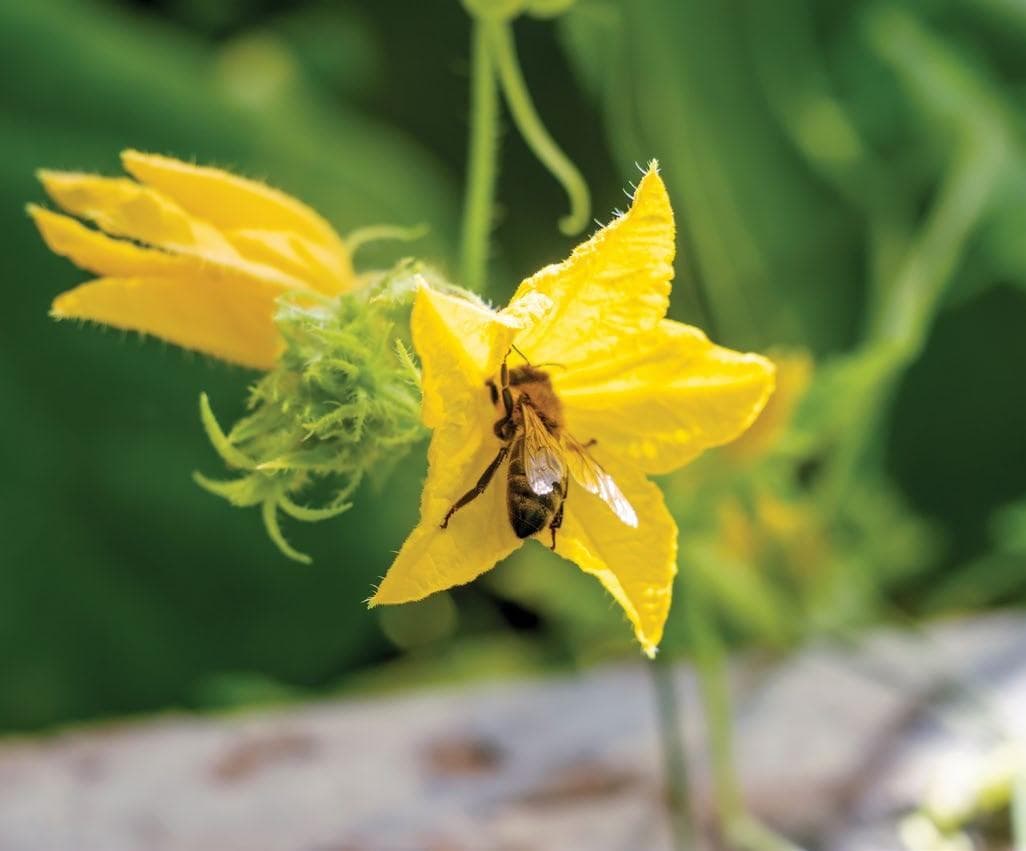 MEET YOUR VARROA OFFICERS