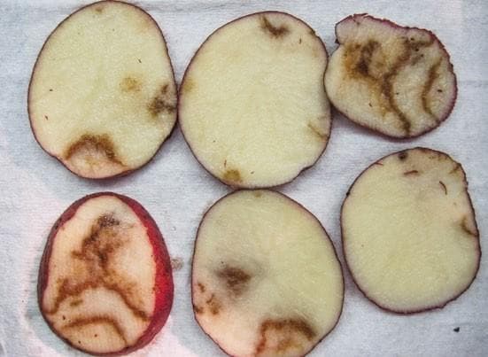 Understanding POTATO MOP-TOP VIRUS