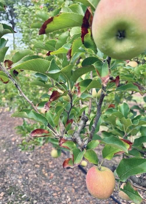 Identifying if salinity may cause decline in your ORCHARD