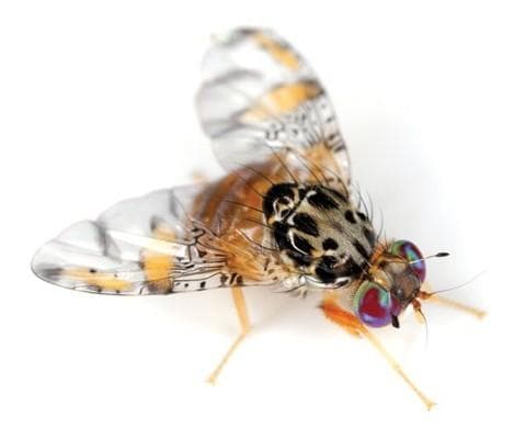 MED FLY PROTEIN BAIT & trapping project