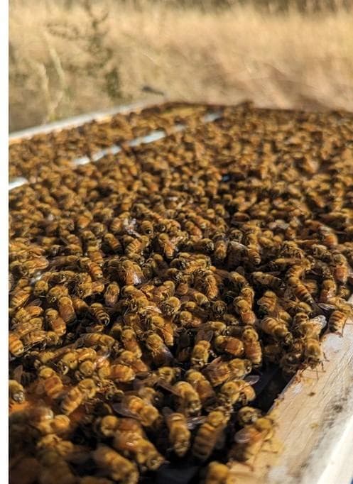 WHAT VIRUSES ARE PRESENT in your hive?