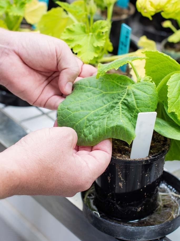 PEPTIDES to prime plant defence against viruses in vegetables