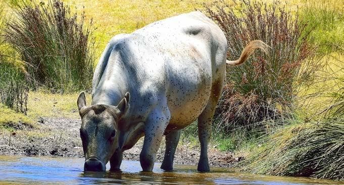 Stamp out STABLE FLY