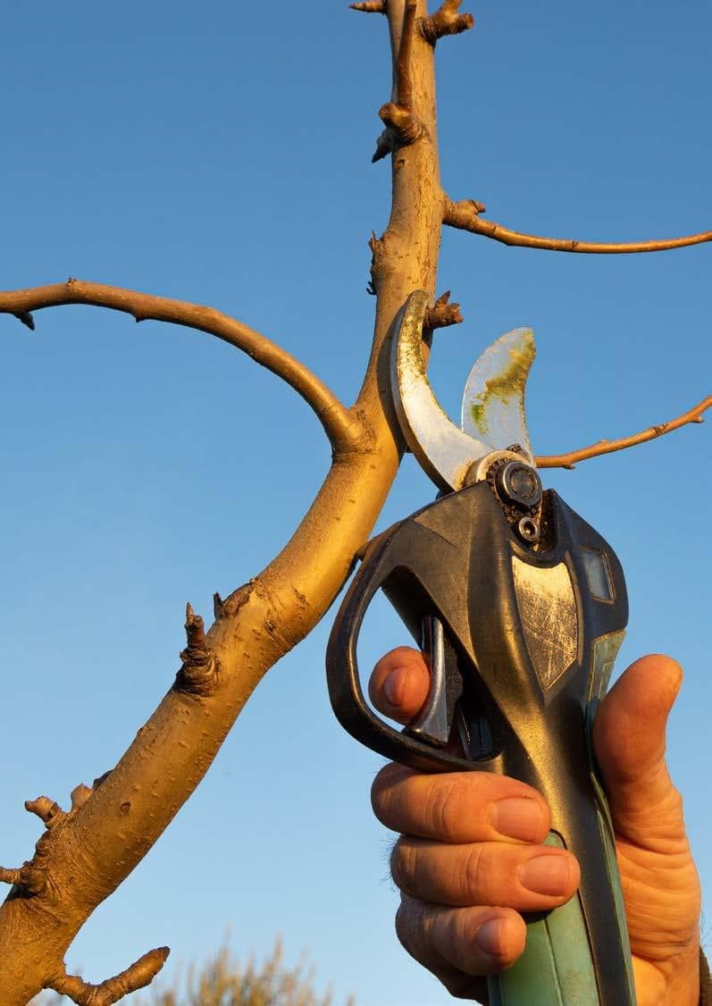 Safe use of ELECTRIC SECATEURS