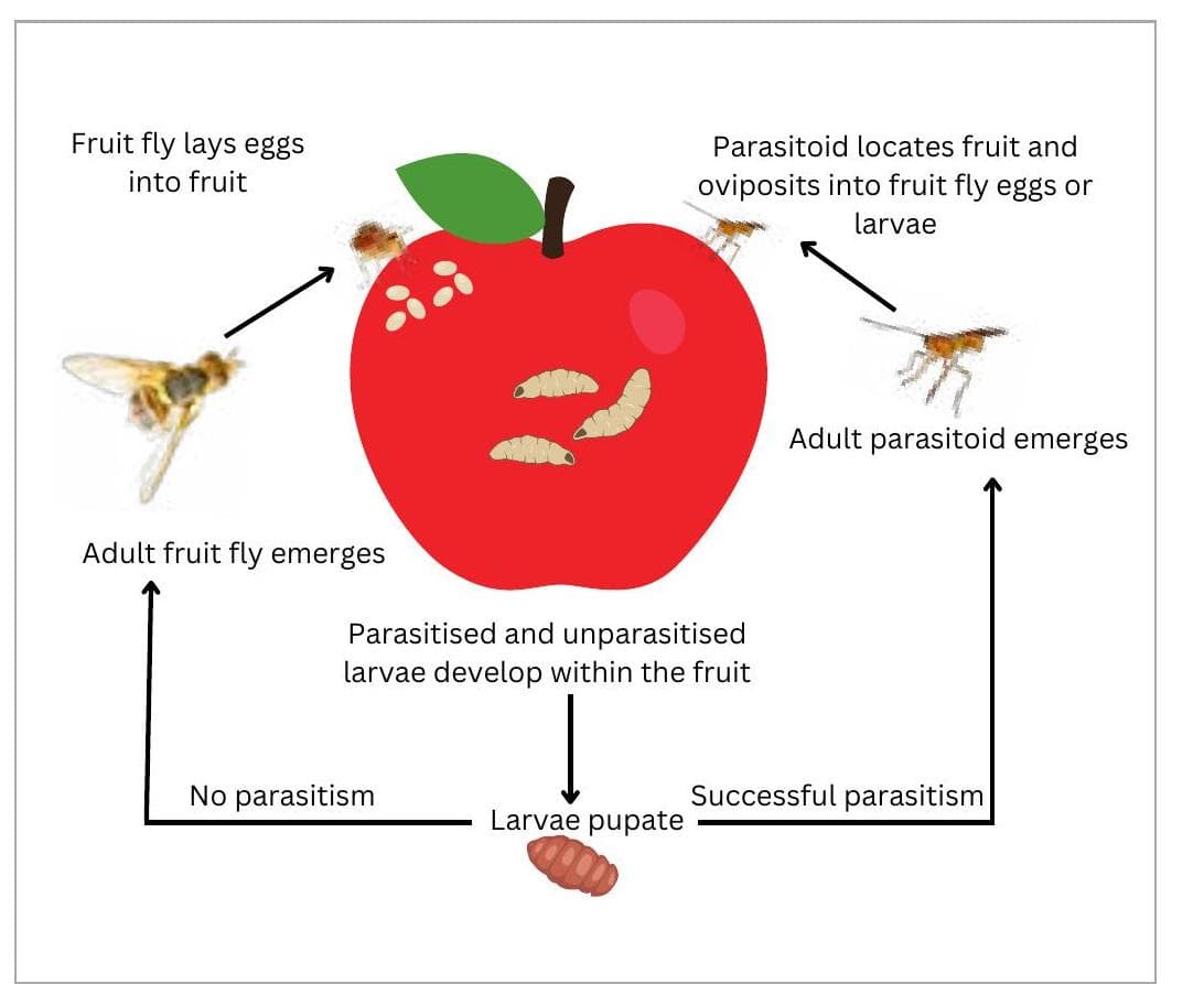 MEDFLY BIOCONTROL released in Western Australia