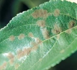 FOR FUNGAL INFECTIONS in the orchard