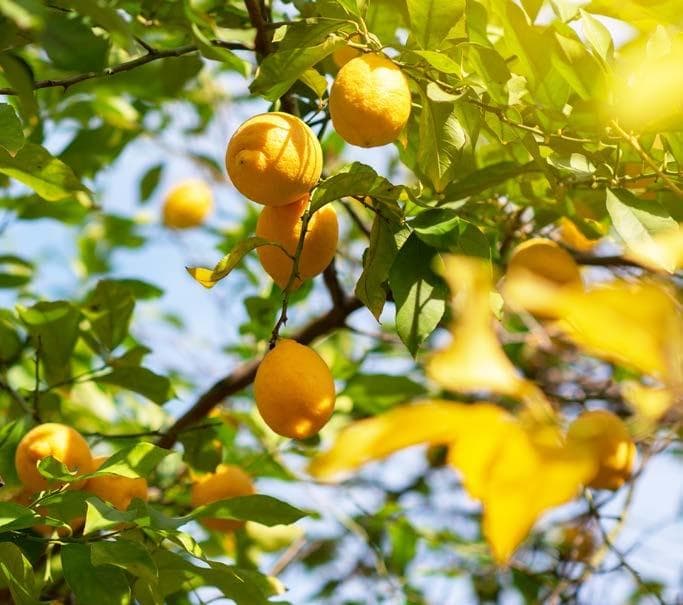 WA CITRUS Report