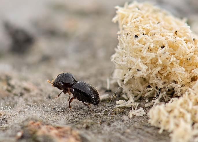 POLYPHAGOUS SHOT-HOLE BORER what you need to know this season