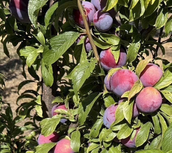 WA STONEFRUIT Report