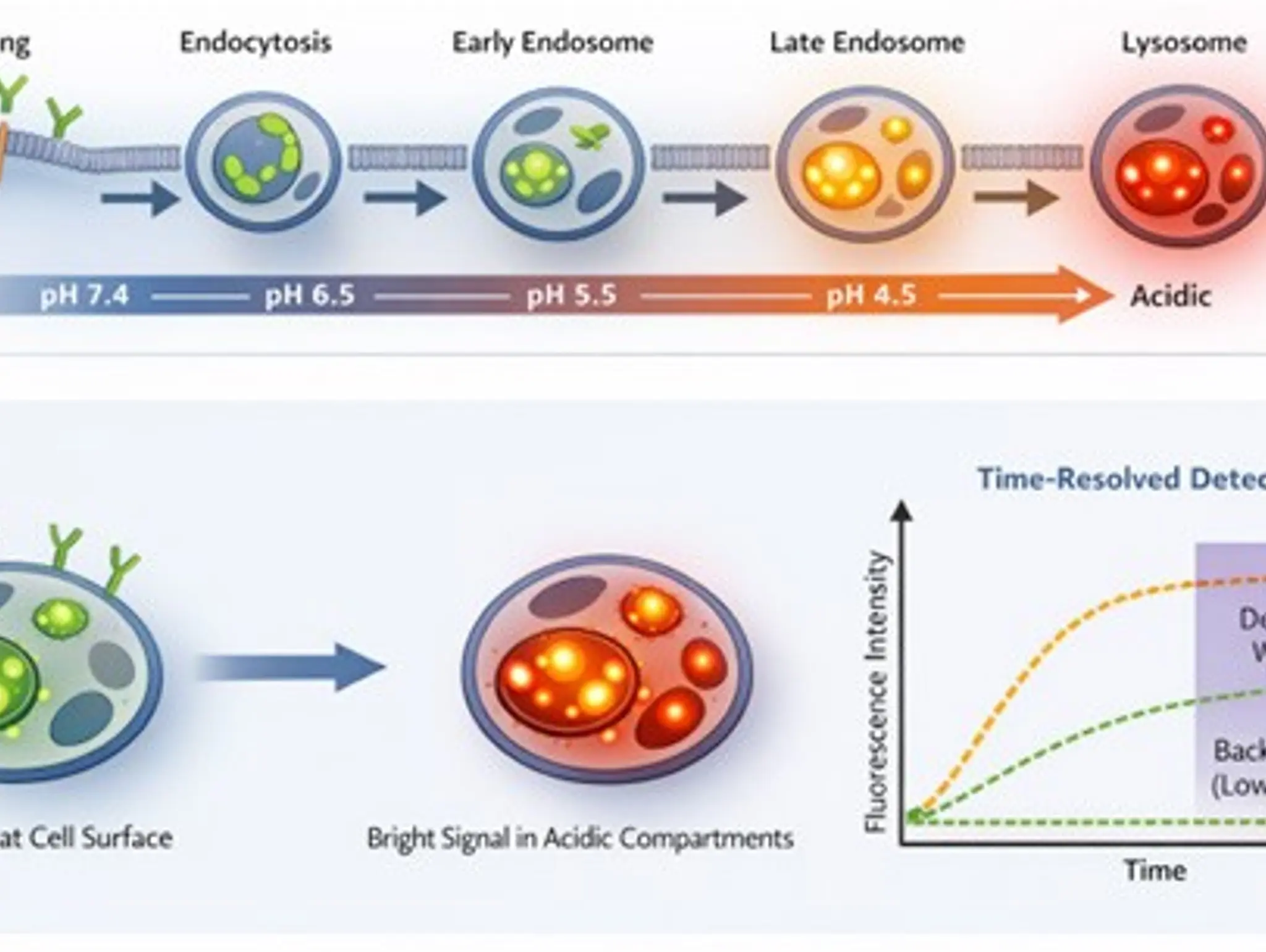 Seeing what matters: how pH-responsive internalisation assays are reframing MoA in pharma