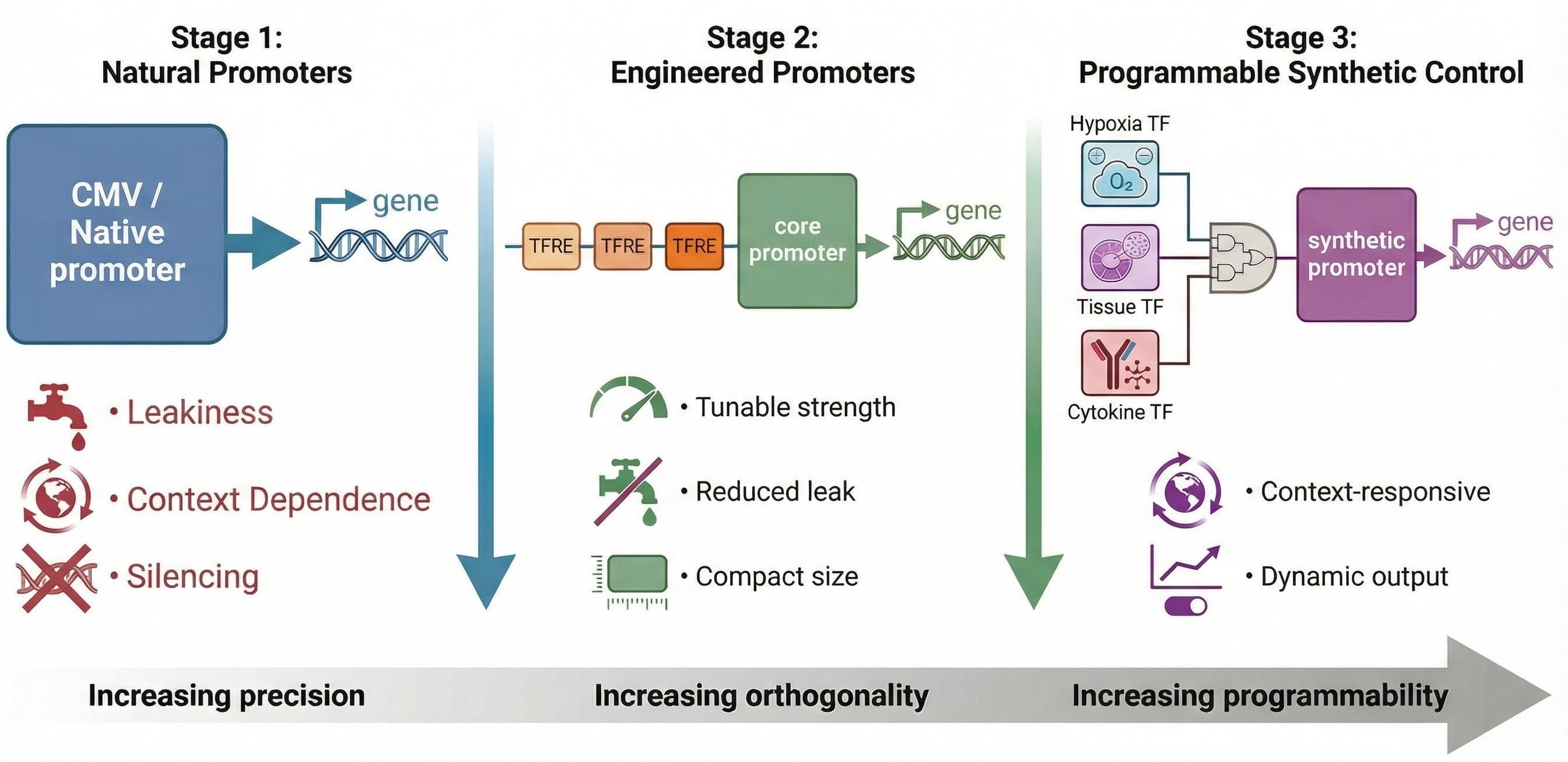 Designing genetic control: synthetic promoters powering modern therapeutics and biomanufacturing