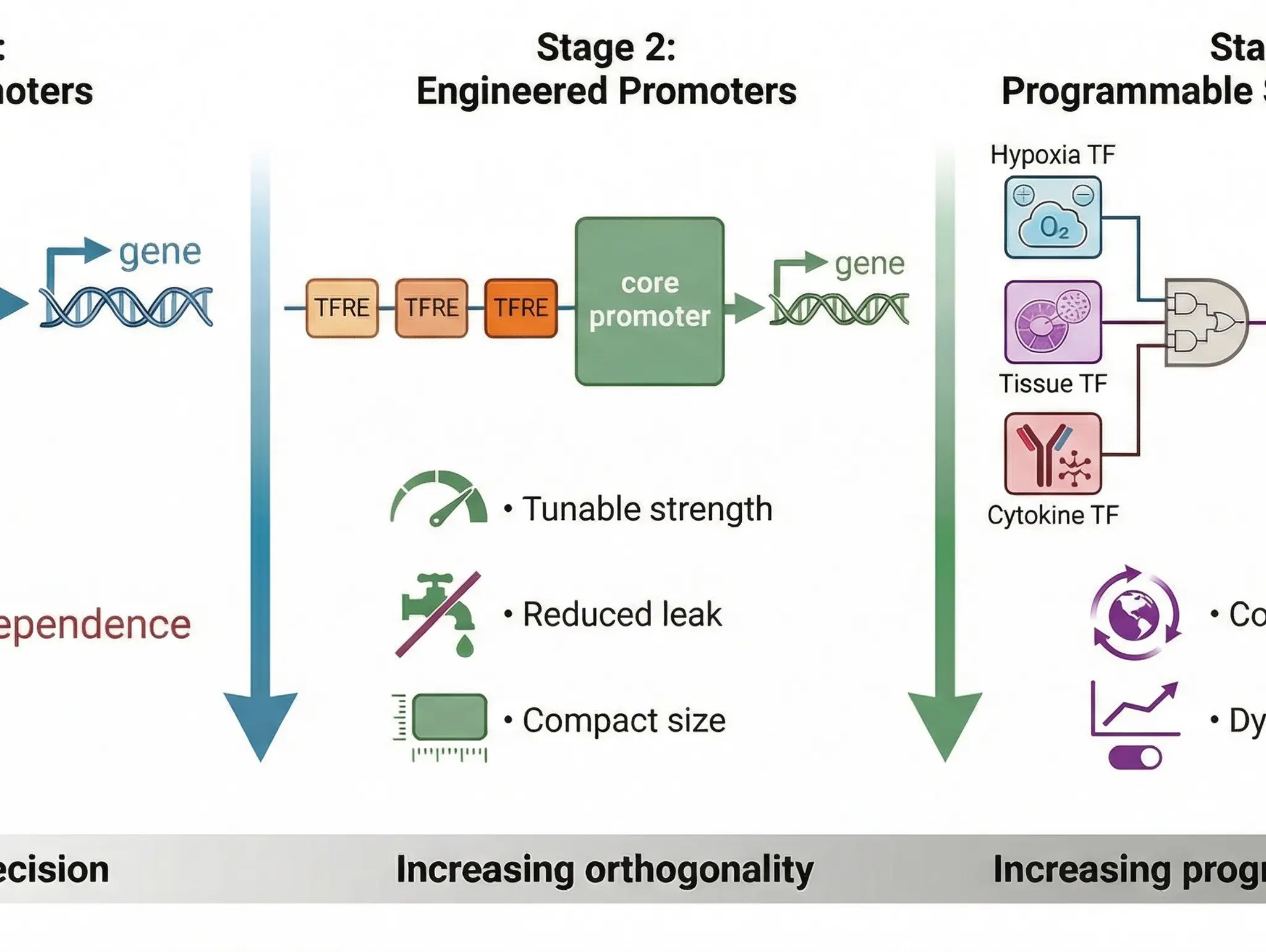 Designing genetic control: synthetic promoters powering modern therapeutics and biomanufacturing