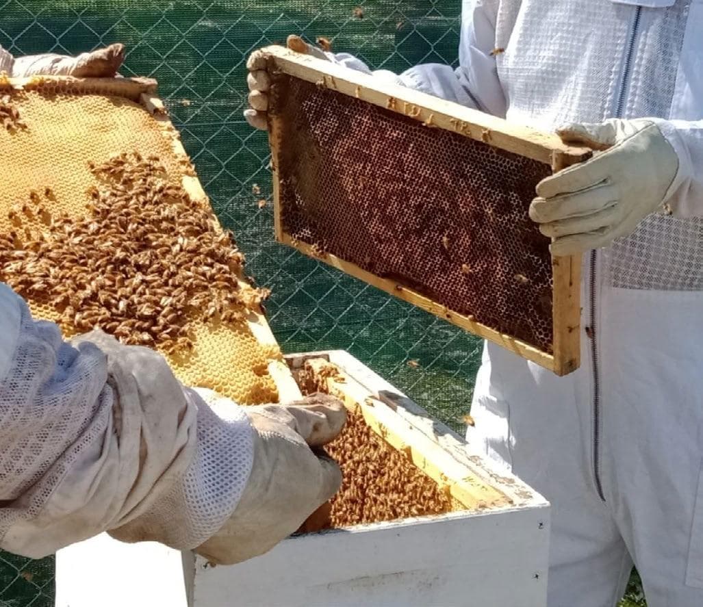 BEEINFORMED Report