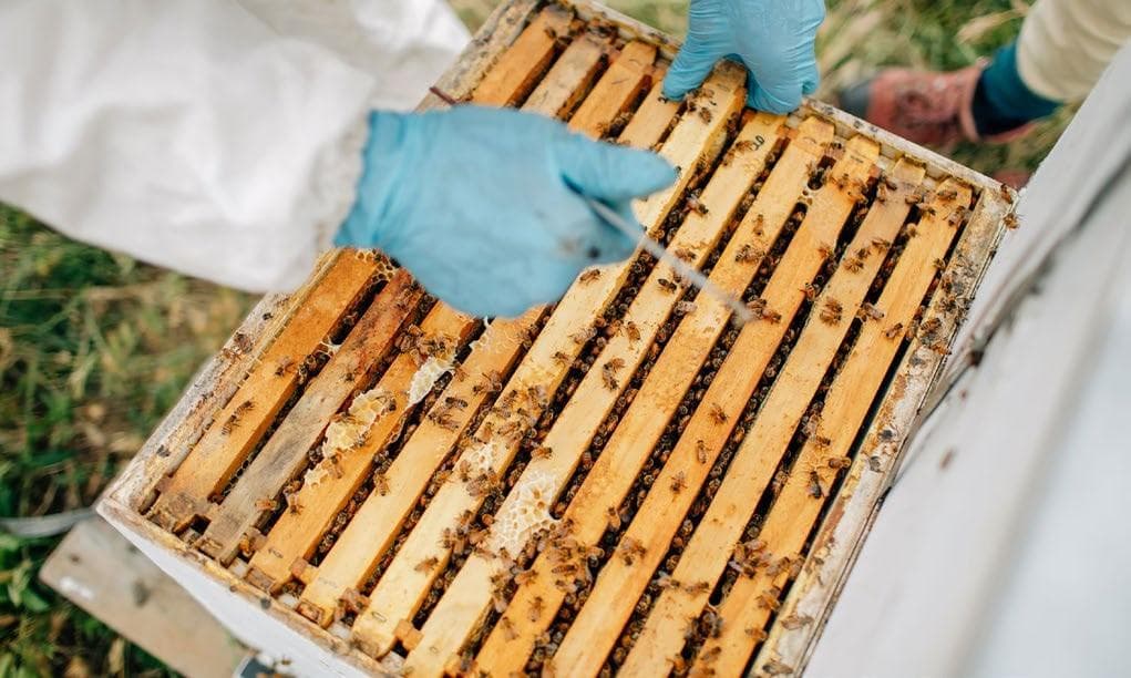 VIRUS TRANSMISSION put under the microscope to improve beekeepers’ access to overseas genetics