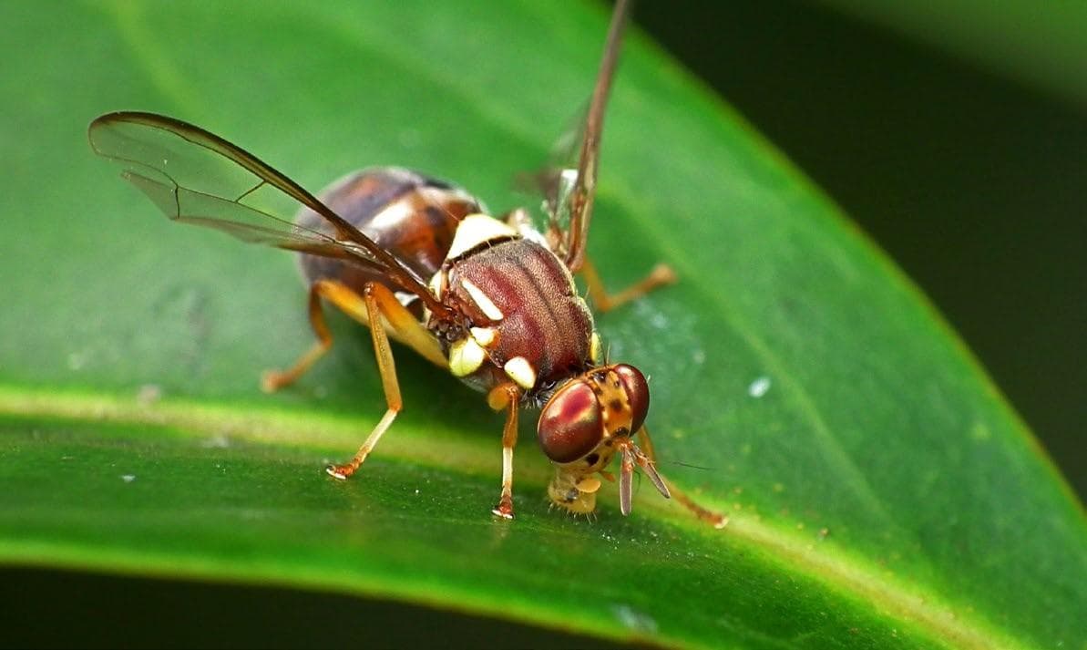 QUEENSLAND FRUIT FLY