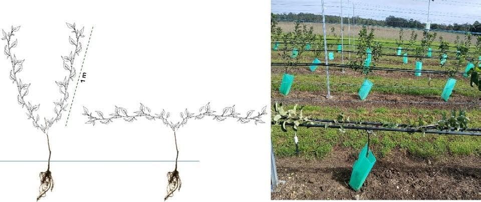 VERTICAL LEADER TRAINING in 2nd leaf NOS trees