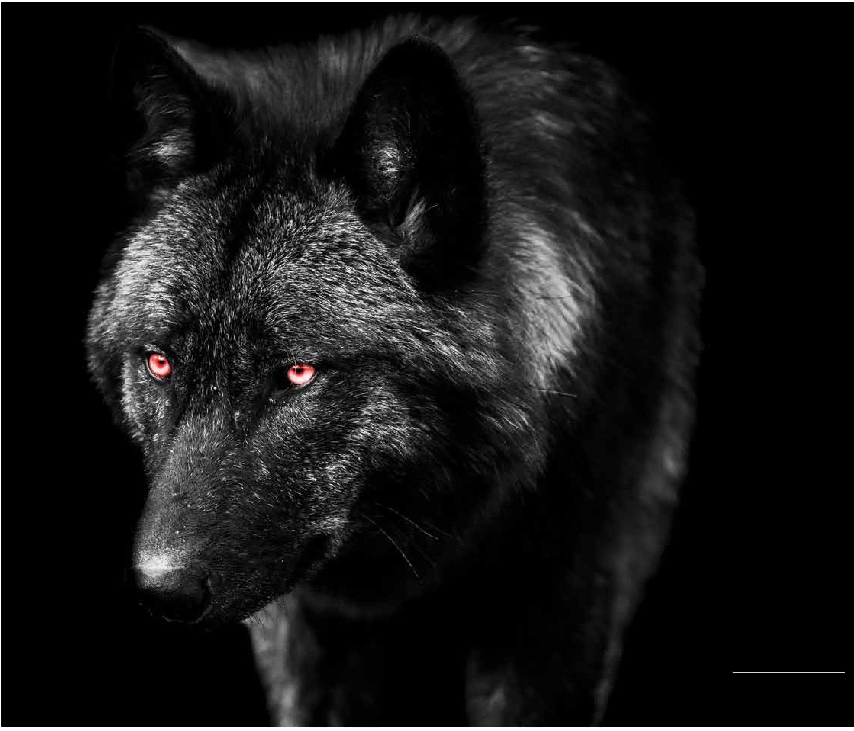 INSIDE THE WOLF’S HEAD