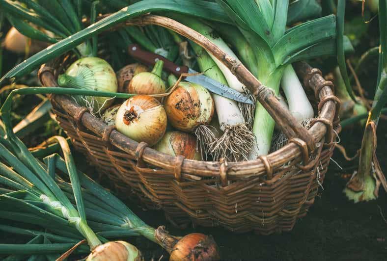 PLANT-BASED FOOD ALLIANCE UK