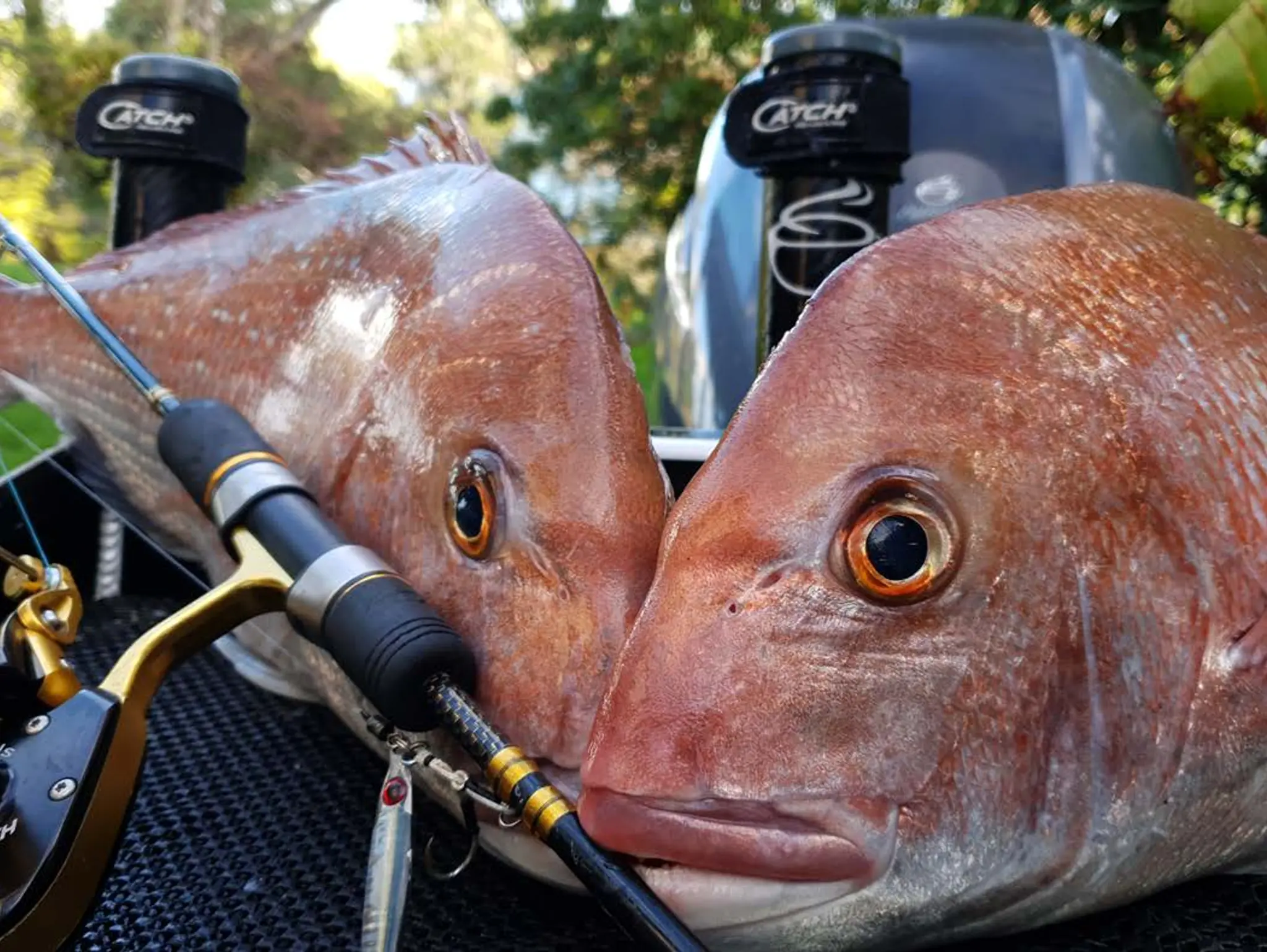 DOES LEADER WEIGHT REALLY MATTER FOR SNAPPER?