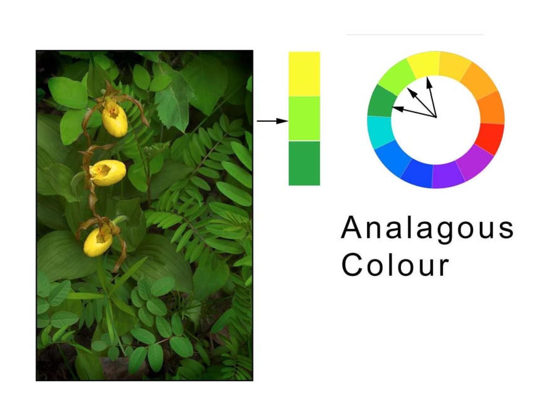 COMPOSITION & the ELEMENTS of VISUAL DESIGN by Robert Berdan