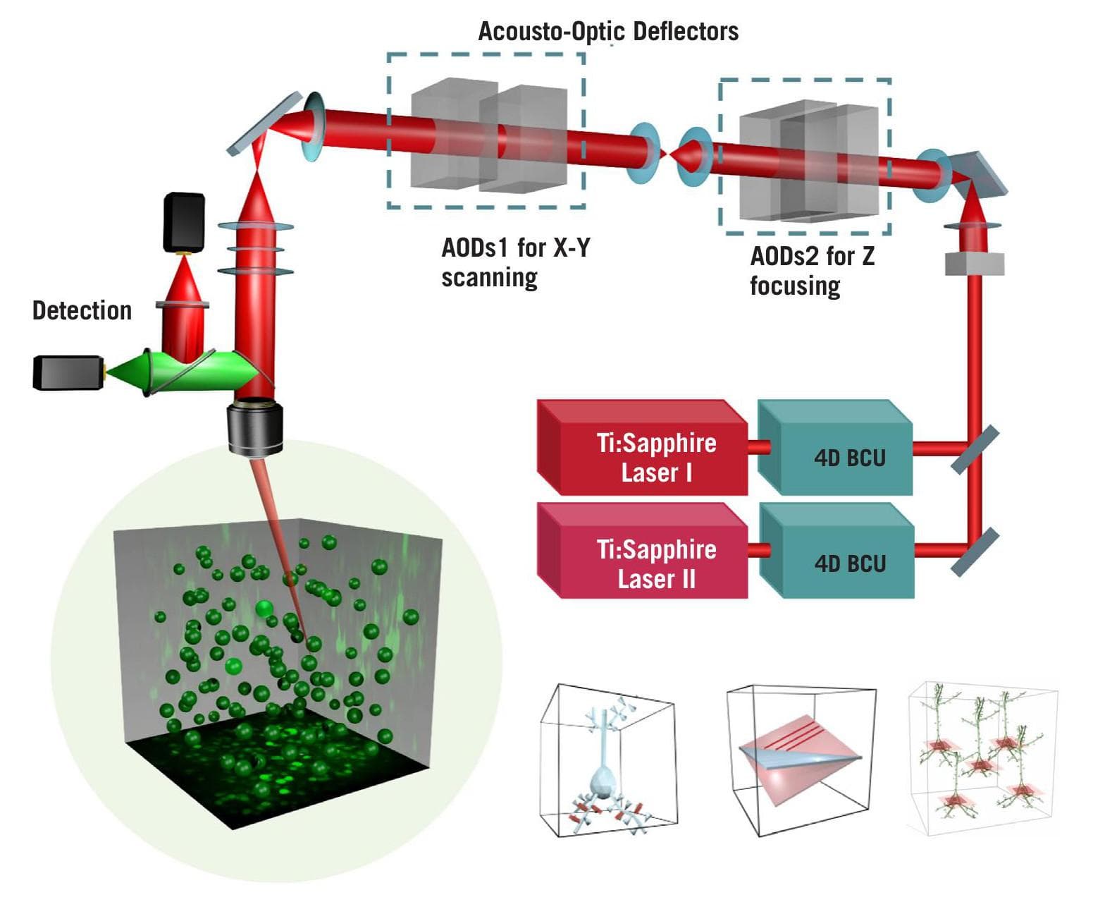 Advances in Acousto-Optic Multiphoton Laser Scanning Microscopy