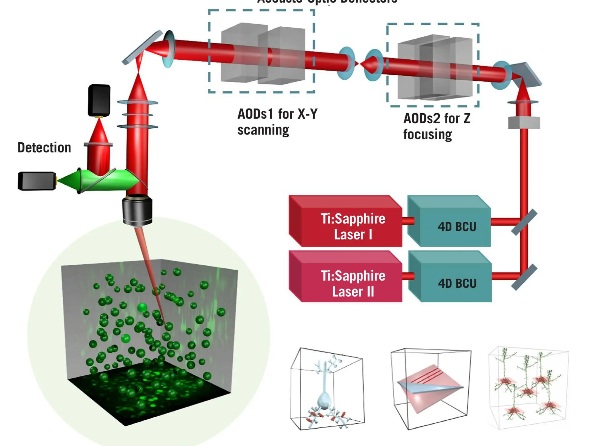 Advances in Acousto-Optic Multiphoton Laser Scanning Microscopy