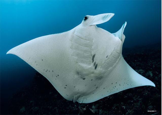 THE ISLANDS of Tahiti