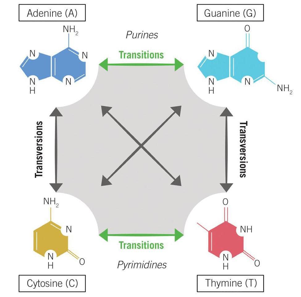 Breaking Away From DNA Breaks