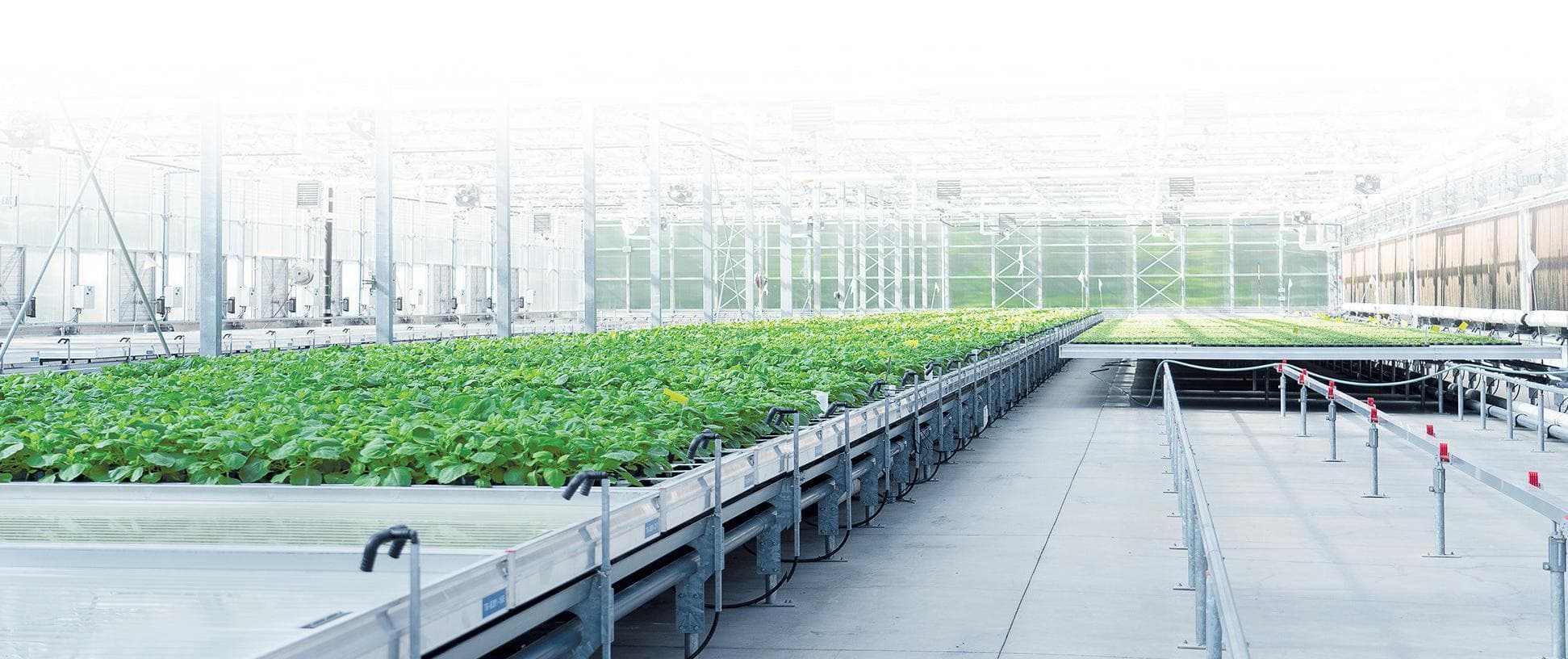 Vaccine Technology, Inspired by Plants