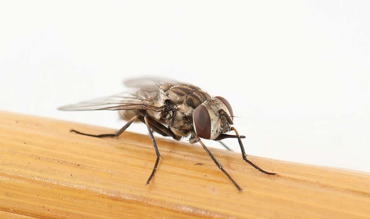 Perfect season to diminish stable fly breeding sites