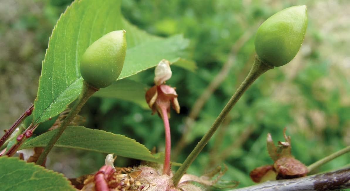 Mapping cherry fruitlets to assist thinning
