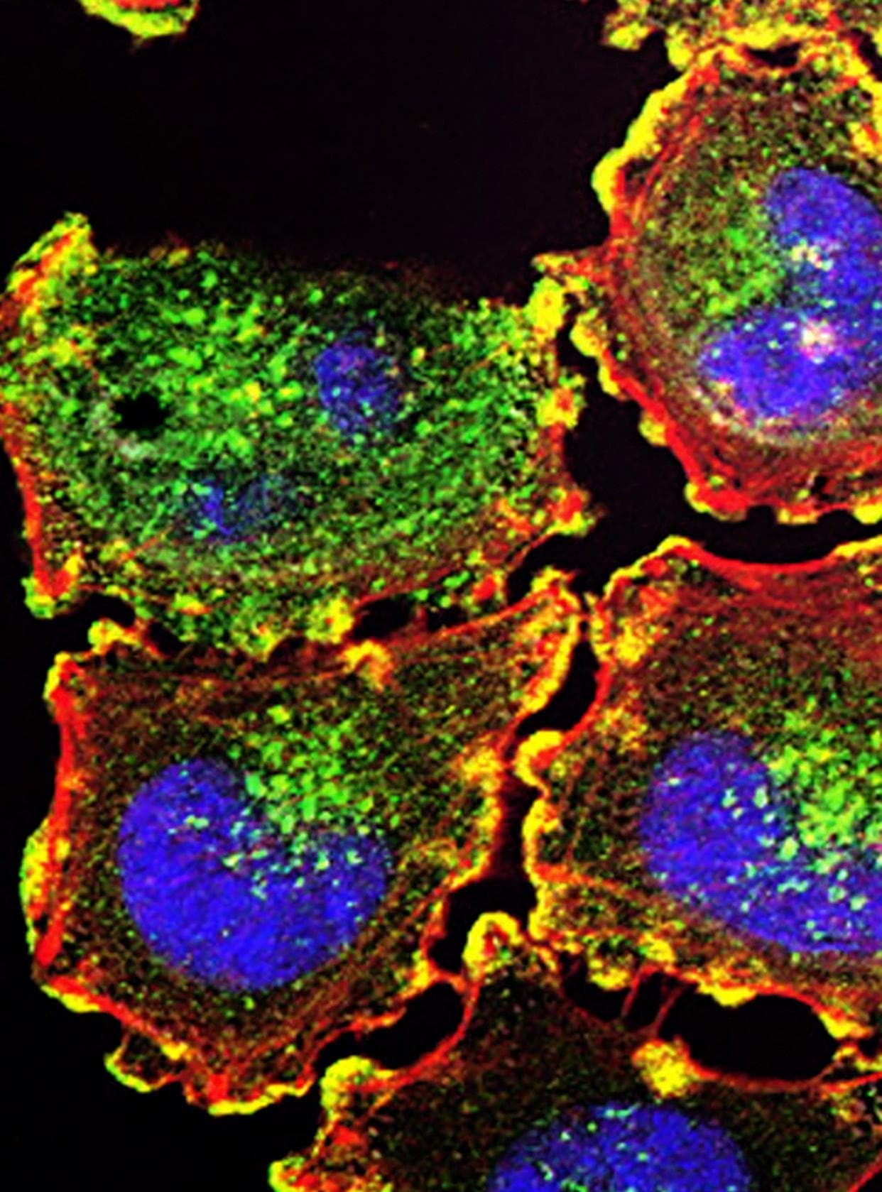 Cell Phenotyping and Functional Measurements Using Flow Cytometry