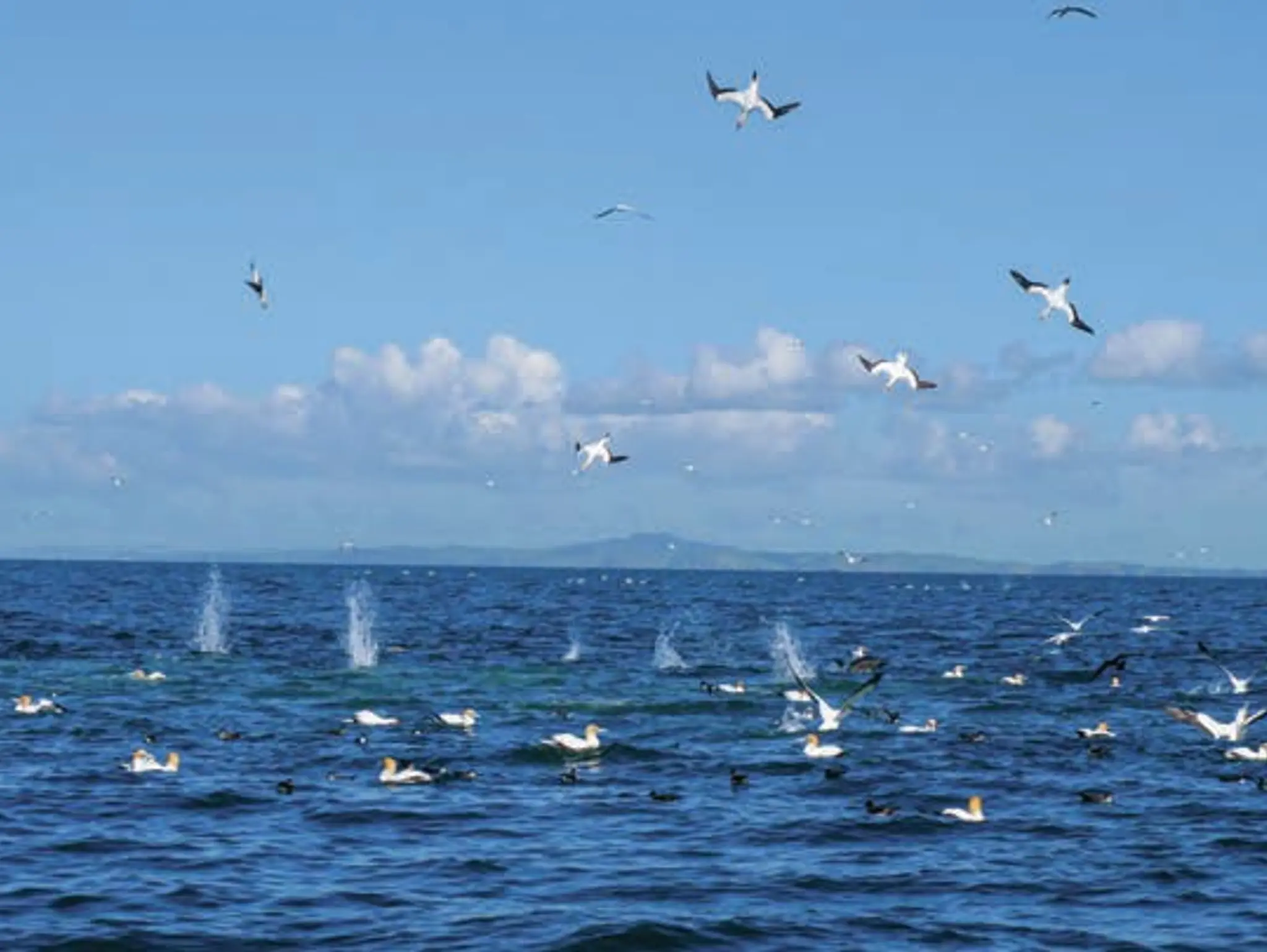 Ministry Noteook: Draft Hauraki Gulf Fisheries Plan – Have Your Say