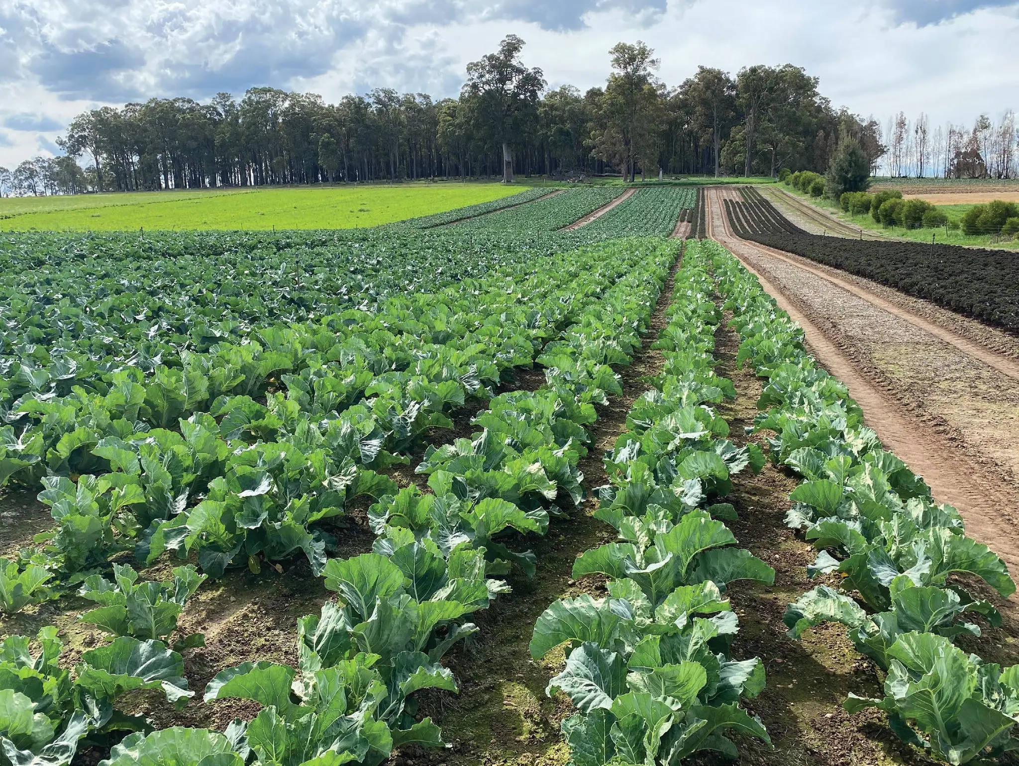Cover crops & strip-till